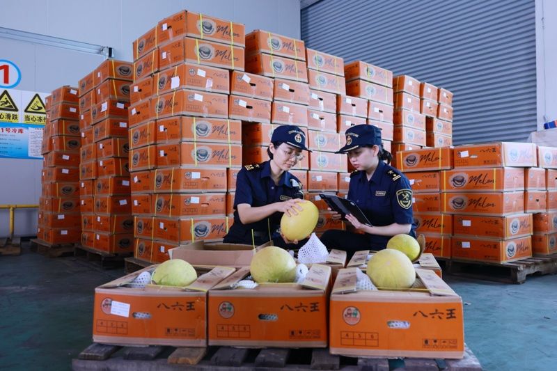 布吉海关加快查验新疆哈密瓜保障夏日鲜果出口