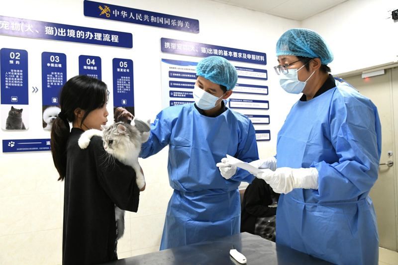 同乐海关加快审核检疫保障旅客暑期高峰携宠出境